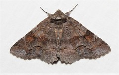 Zale submediana