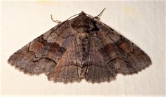 Zale submediana