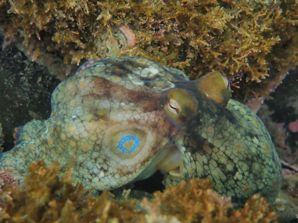 Lesser Two-spot Octopus from Mission Bay, San Diego, CA, USA on August ...