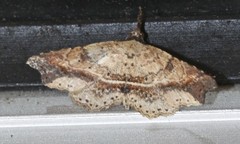 Philogethes metableta