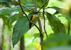 Pachycephala flavifrons