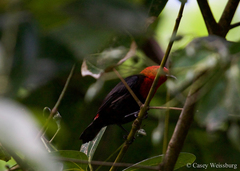 Myzomela nigriventris