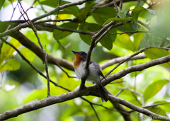 Myiagra albiventris