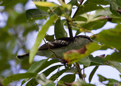 Lalage maculosa maculosa