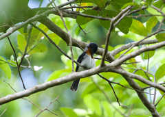Myiagra albiventris