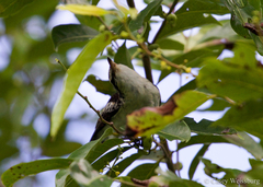Lalage maculosa maculosa