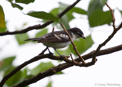 Lalage maculosa maculosa