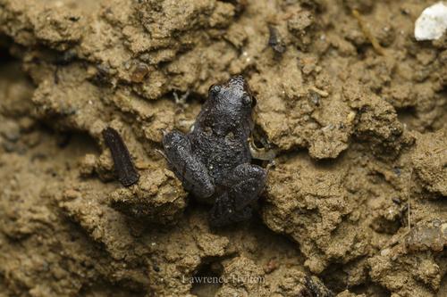 Tenasserim Narrow-mouth Frog, Microhyla tetrix
