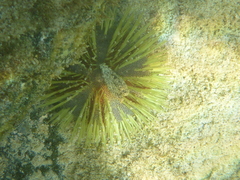 Lytechinus semituberculatus