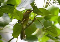 Foulehaio carunculatus
