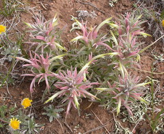 Castilleja sessiliflora