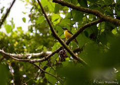 Pachycephala flavifrons