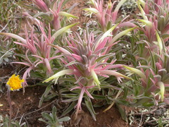 Castilleja sessiliflora