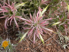 Castilleja sessiliflora