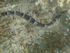 Syngnathinae