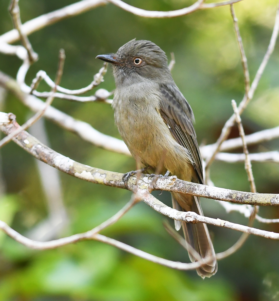 Grayish Mourner (Rhytipterna simplex) photo