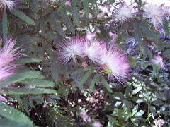 Calliandra selloi