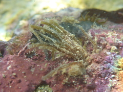 Chaetopteridae