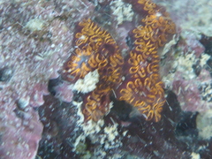 Botryllus