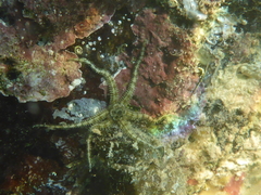 Ophiactis savignyi
