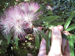 Calliandra selloi