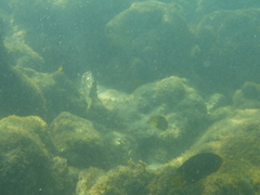 Epinephelus labriformis