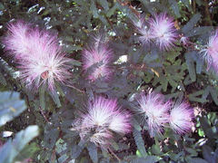 Calliandra selloi
