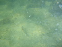 Haemulon scudderii