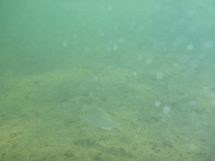 Haemulon scudderii