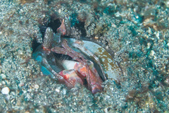 Lysiosquillina maculata