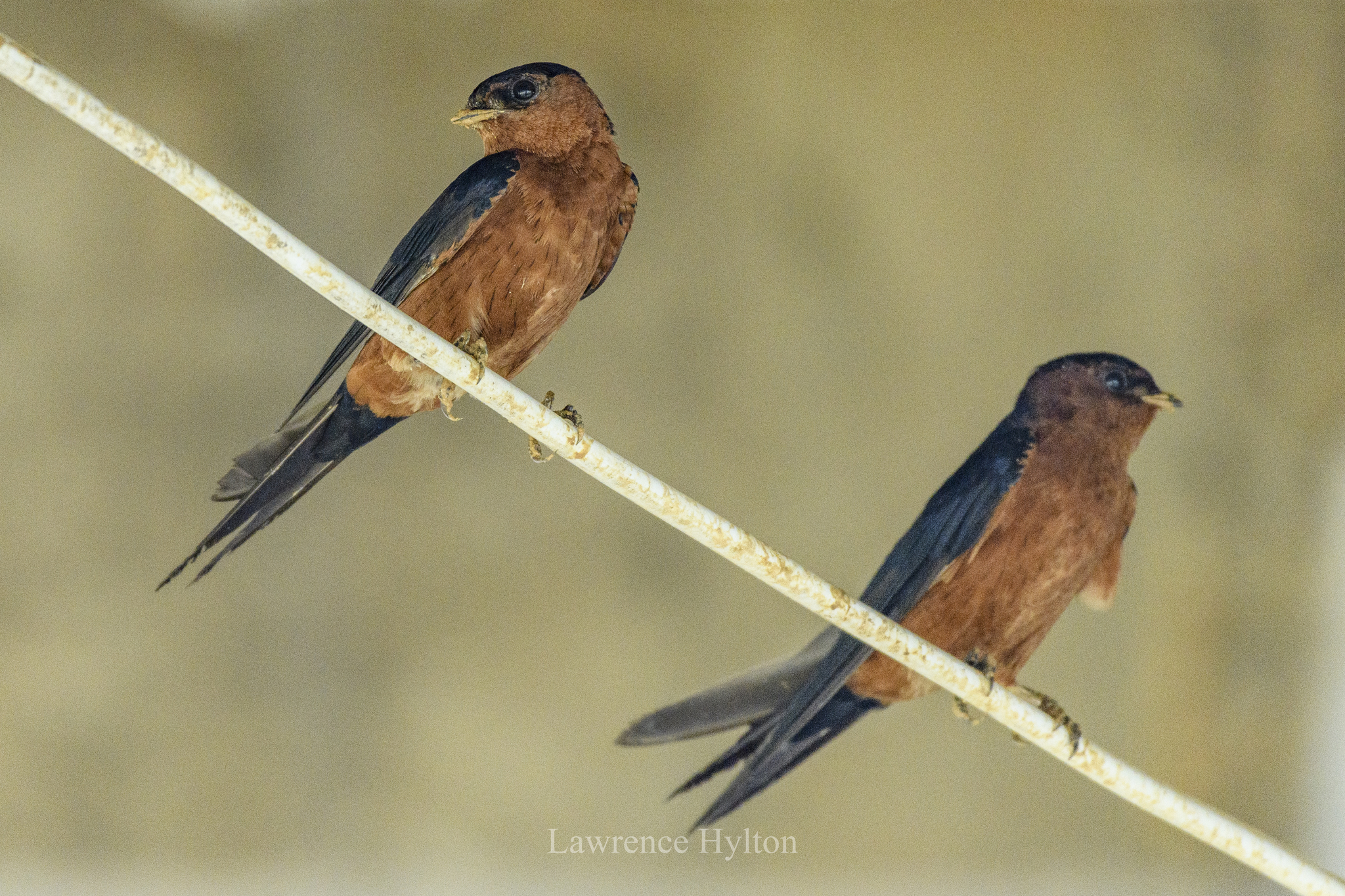 Rufous-bellied Swallow illustration