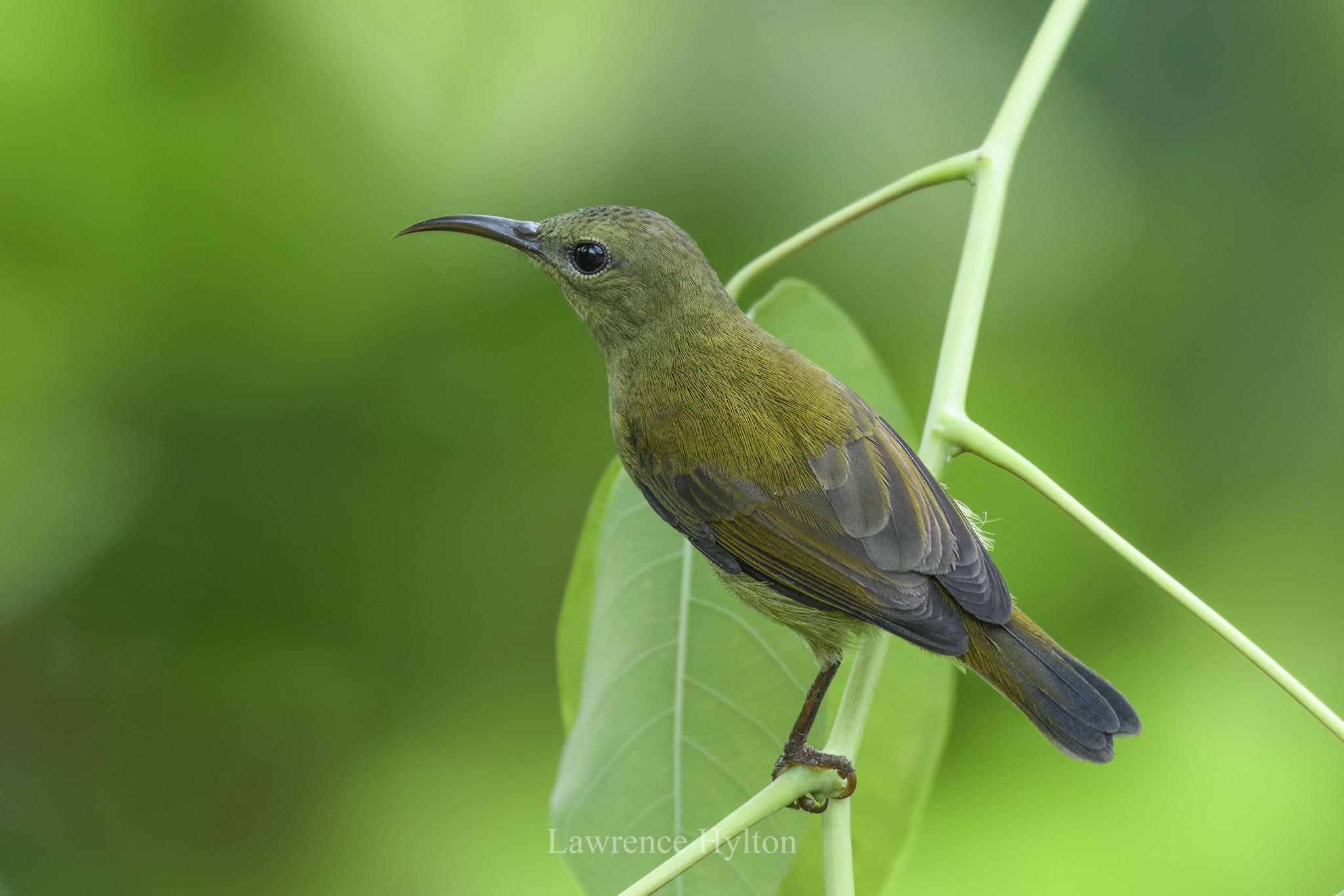 Crimson Sunbird
