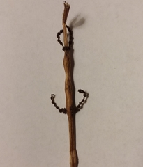 Neolasioptera boehmeriae