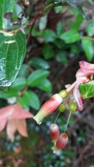 Cavendishia bracteata