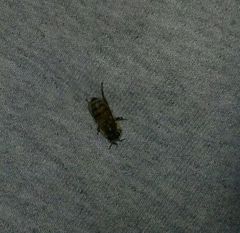 Apis mellifera