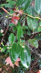 Cavendishia bracteata