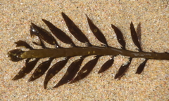 Carpophyllum maschalocarpum