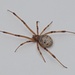 Cobweb Spiders - Photo (c) Vitor Corrêa Dias, some rights reserved (CC BY-NC), uploaded by Vitor Corrêa Dias