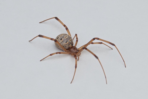 Brown Widow, Espírito Santo, BR, photo 8 of 10
