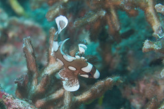 Plectorhinchus chaetodonoides