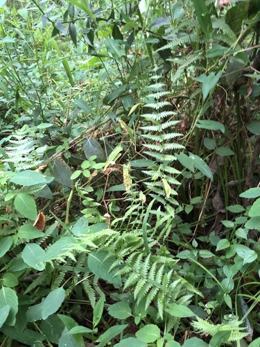 Thelypteris palustris iNat (2)