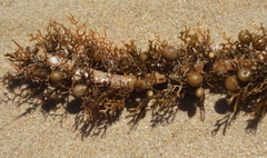 Carpophyllum plumosum