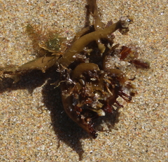 Carpophyllum plumosum