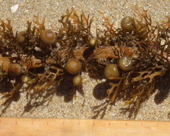 Carpophyllum plumosum