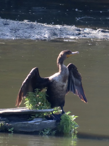 Cormorán orejudo (Nannopterum auritum)