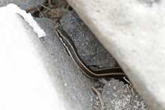 Pseudalsophis hoodensis