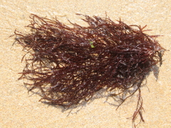 Vidalia colensoi