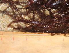 Vidalia colensoi