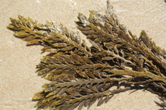 Carpophyllum maschalocarpum