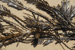 Carpophyllum maschalocarpum